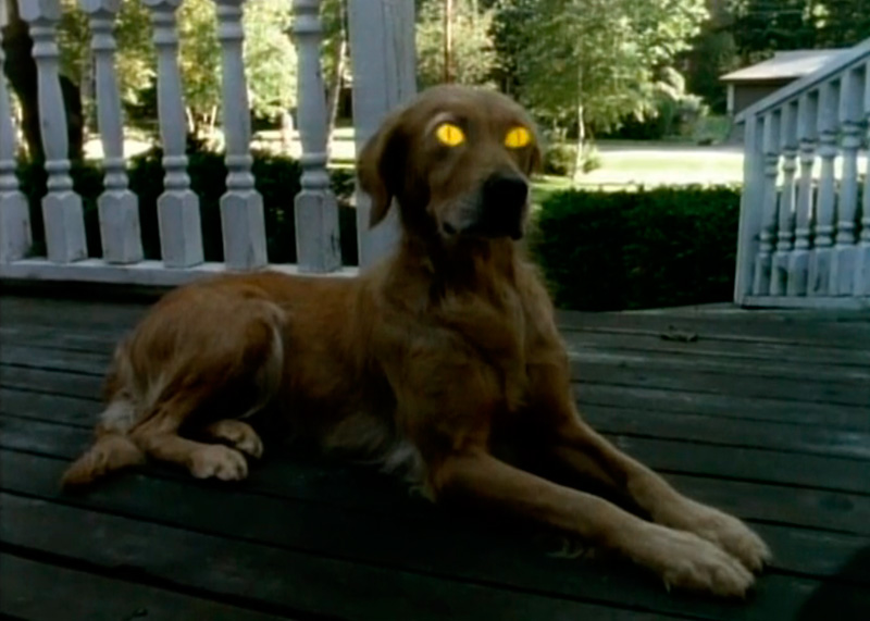 Perro recostado con ojos brillantes y tenebrosos.